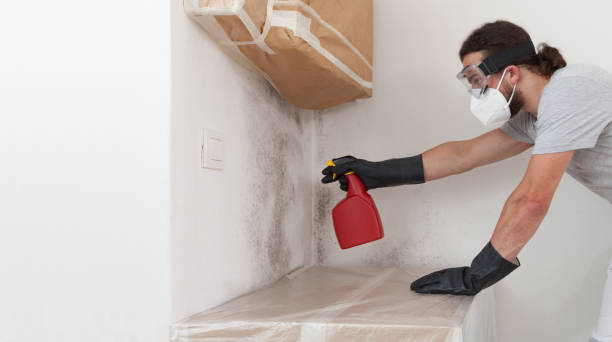 Professional Mold Remediation technician working in Babson Park, MA